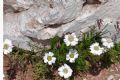 Achillea barrelieri subsp. oxyloba